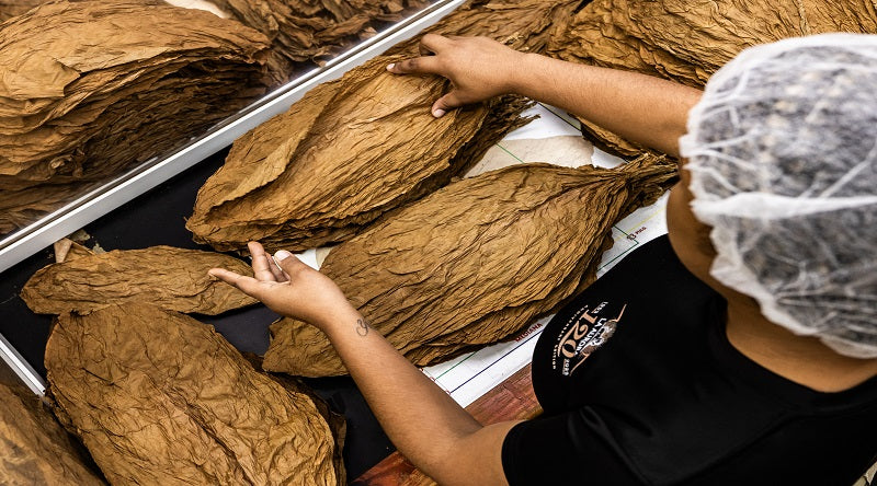 La Aurora cigars