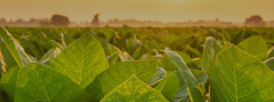 WHAT MAKES DOMINICAN CIGARS SPECIAL?