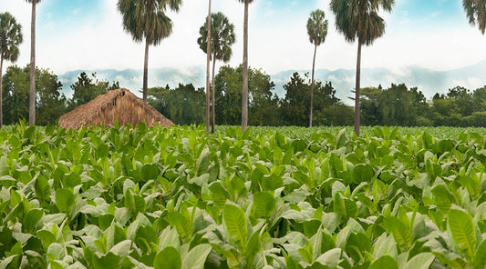 La Aurora 107 Tobaccos Of The World Sampler Pack